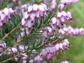 Erica carnea